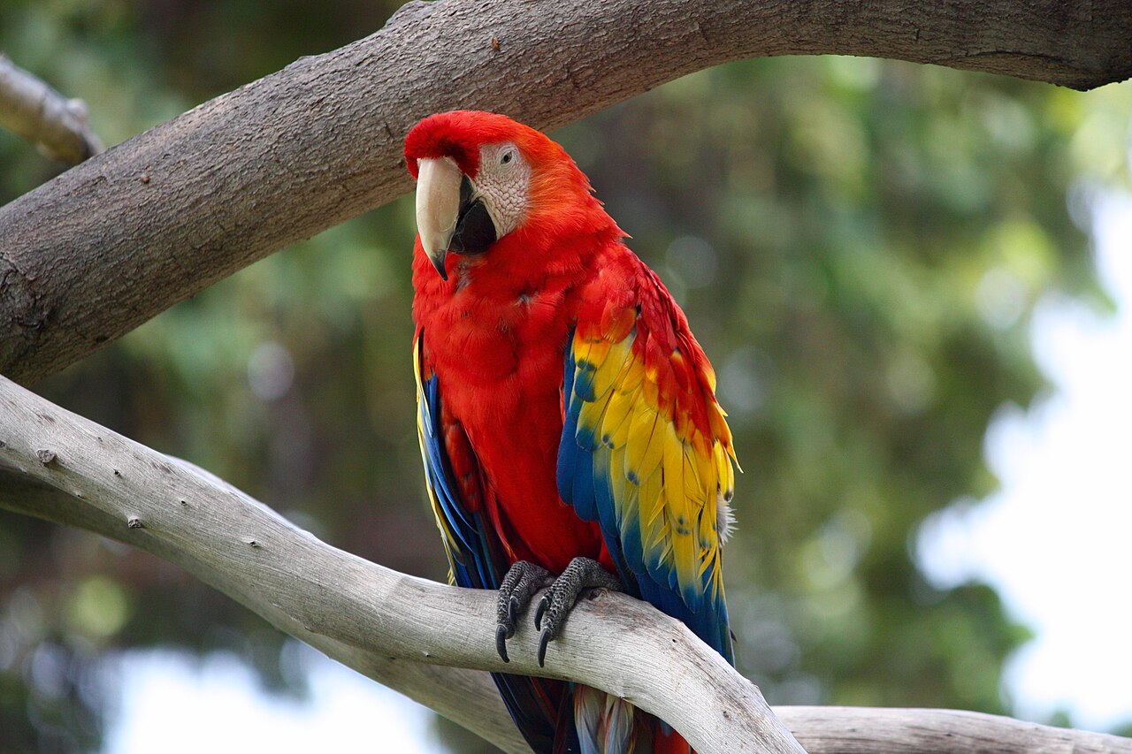 Scarlet Macaw