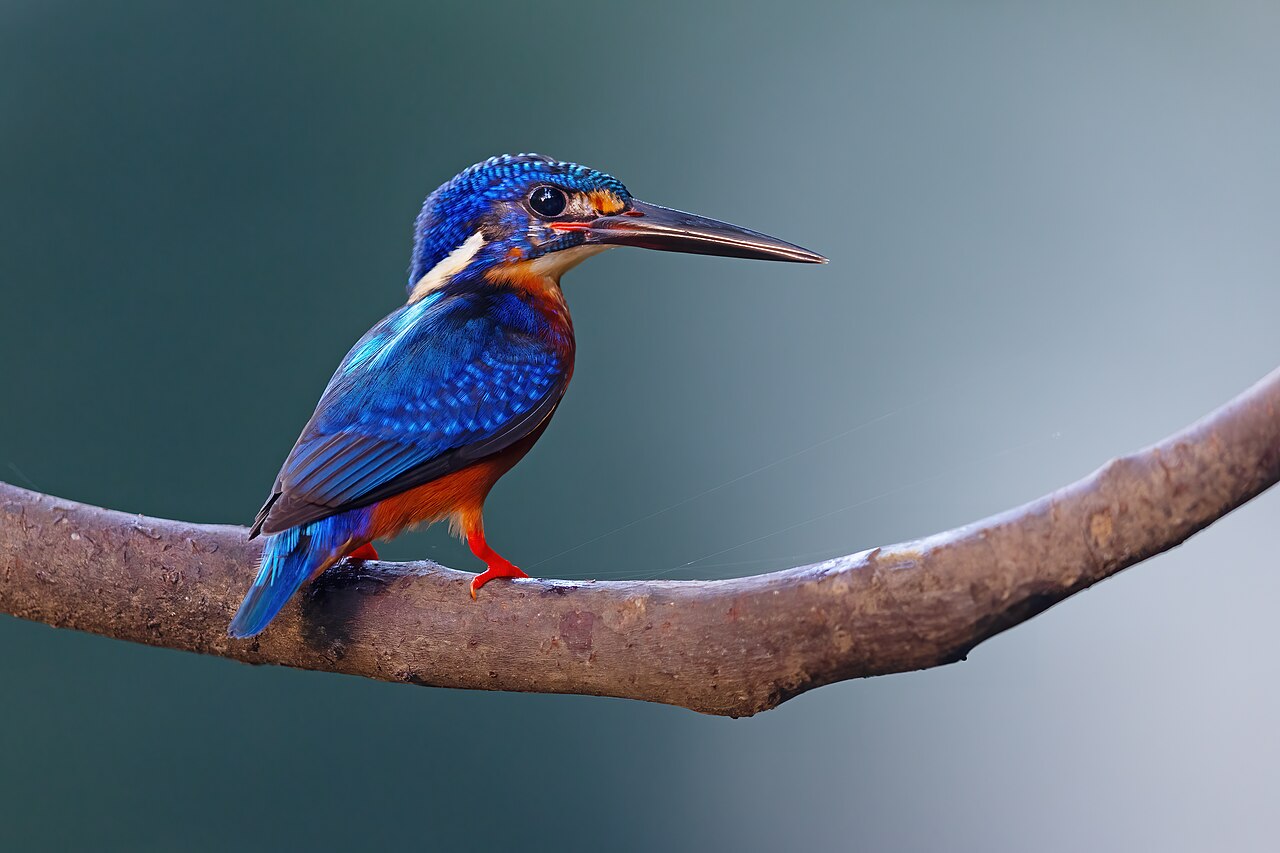 Kingfisher