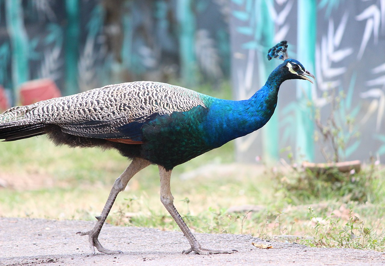 Peacock